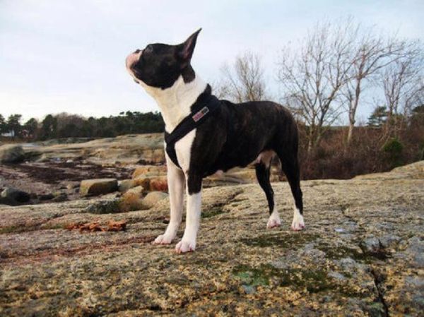 波斯顿梗是禁养犬吗,波斯顿梗多少钱