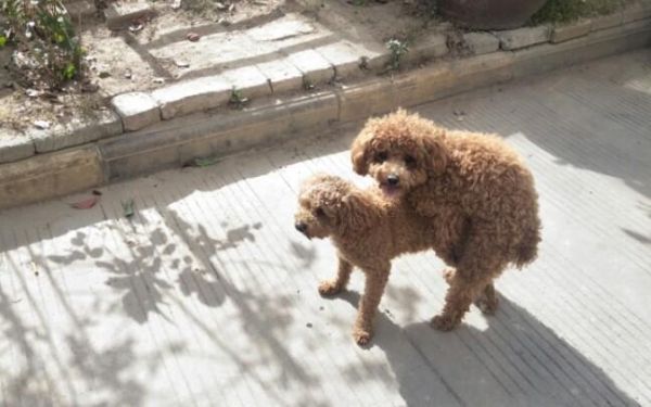 泰日天图片,泰日天百科