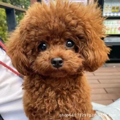 泰迪能吃菠萝么,养泰迪10大忌