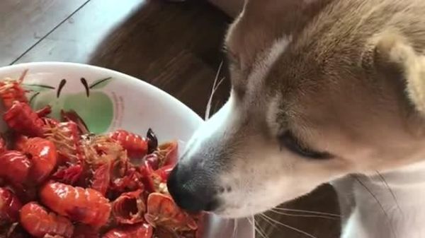 狗可以吃小龙虾吗为什么,狗狗可以吃小龙虾肉吗