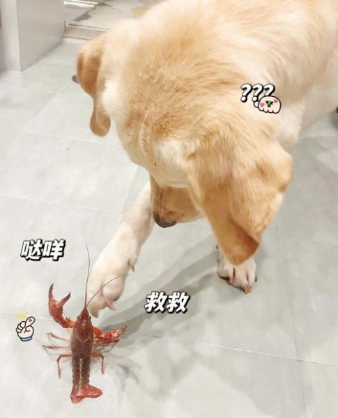 狗可以吃小龙虾吗为什么,狗狗可以吃小龙虾肉吗