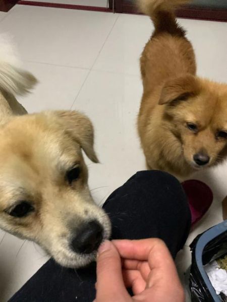 狗可以吃蚕豆吗有营养吗,狗能吃蚕豆零食吗
