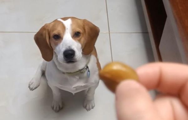 狗可以吃蚕豆吗有营养吗,狗能吃蚕豆零食吗