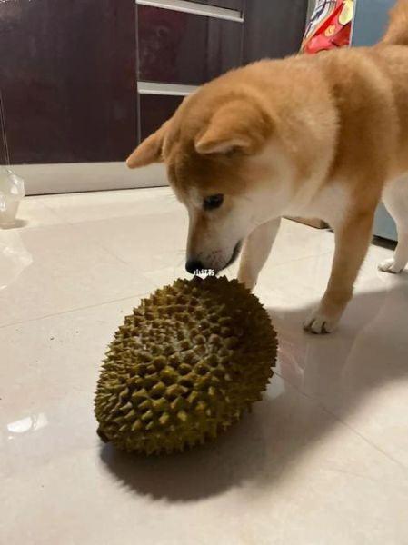 狗吃榴莲核会中毒吗,狗吃榴莲核