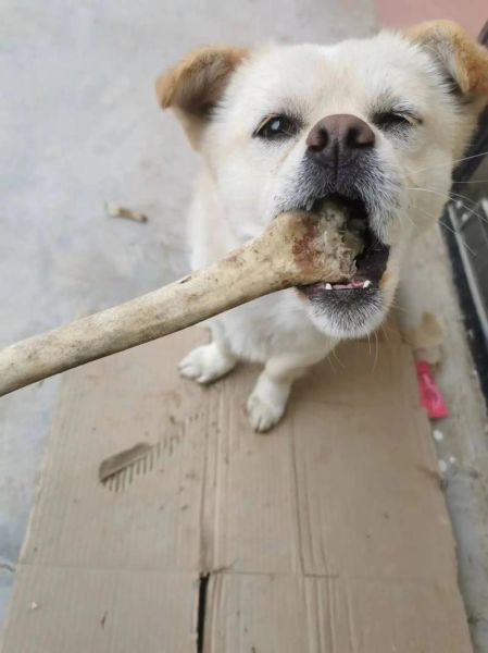 狗吃羊骨头吗会死吗,狗能吃羊骨头吗为什么不能吃