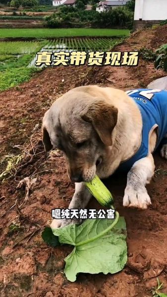 狗吃黄瓜皮吗,狗吃黄瓜会怎么样