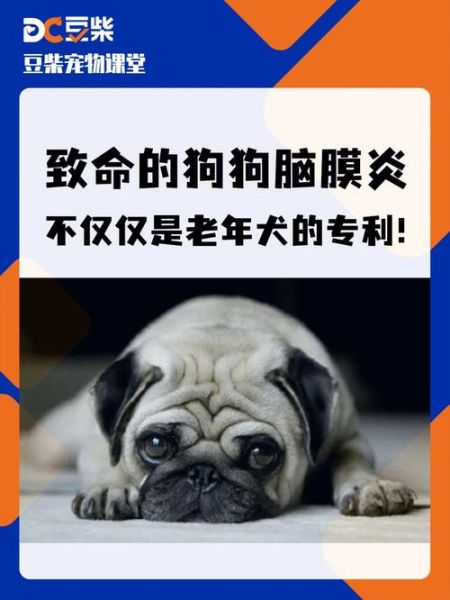 狗得脑炎怎么急救最晚救治时间,狗得脑炎能救过来吗