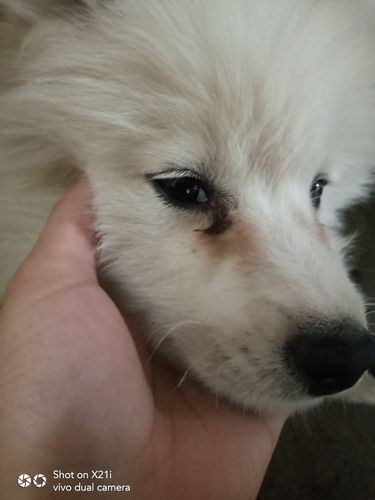 狗泪痕严重什么原因,狗泪痕特别严重