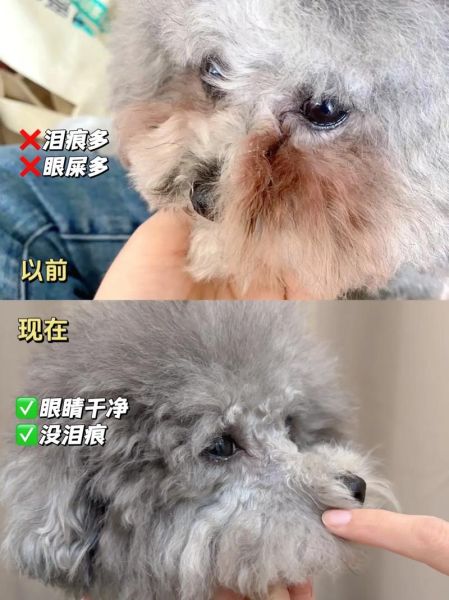 狗泪痕严重什么原因,狗泪痕特别严重