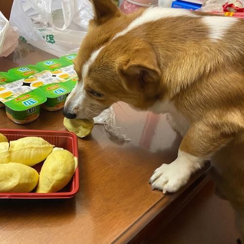 狗狗吃榴莲核中毒症状,狗狗吃榴莲核多久能消化
