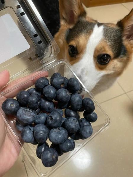 狗狗吃蓝莓要去皮吗,狗吃蓝莓吃多了会怎么样