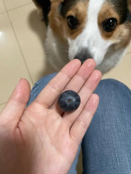 狗狗吃蓝莓要去皮吗,狗吃蓝莓吃多了会怎么样
