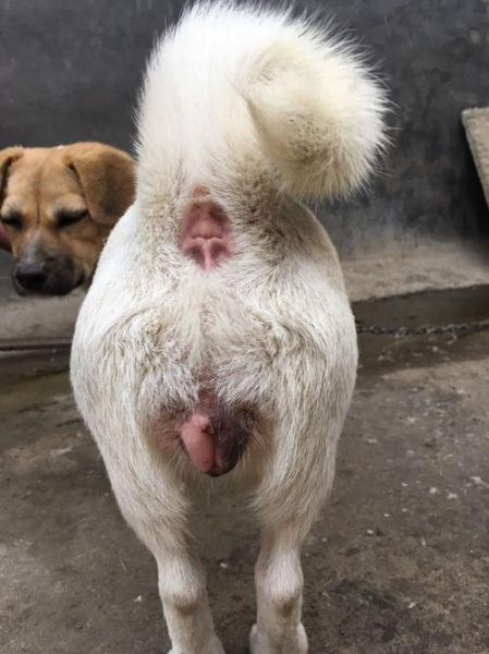 狗狗水门是什么部位,狗狗水门都有什么颜色的