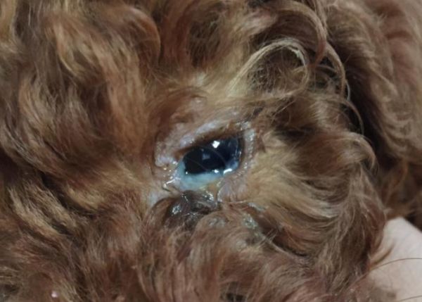 狗狗眼屎多怎样治最快最有效,狗狗眼屎多眼睛红怎么回事啊