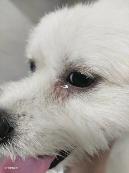 狗狗眼屎多怎样治最快最有效,狗狗眼屎多眼睛红怎么回事啊