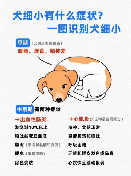 狗狗细小能治好吗怎么治,狗狗细小1到7天症状