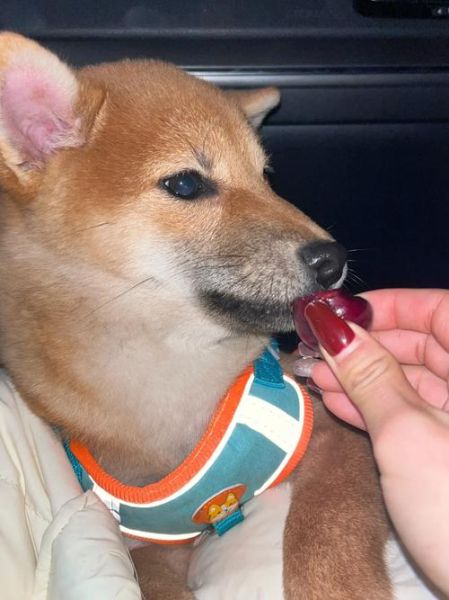 狗狗能不能吃樱桃呀狗狗,狗狗能不能吃樱桃杆子