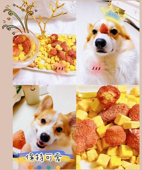 狗狗能不能吃草莓冻干,狗狗能不能吃草莓酱