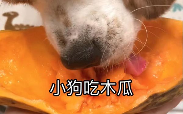 狗狗能吃木瓜不,狗可以吃木瓜嘛