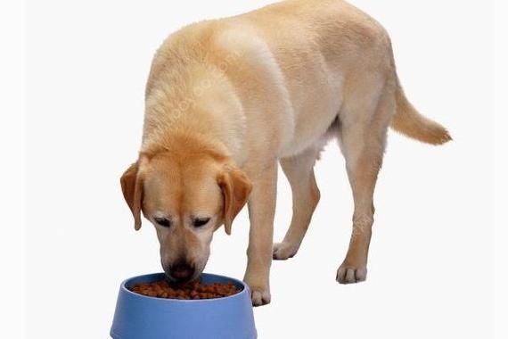 狗狗能吃木瓜不,狗可以吃木瓜嘛