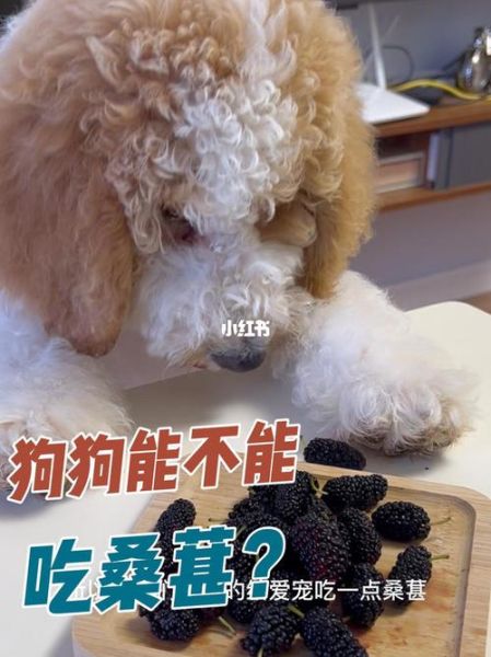 狗狗能吃桑葚吗吃了3个,狗狗能吃桑葚吗为什么