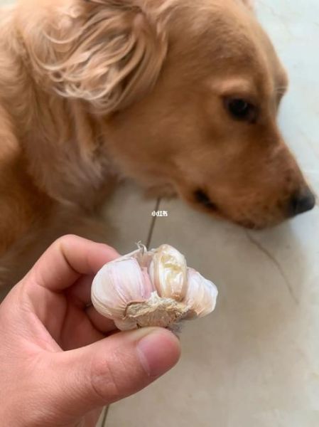 狗狗能吃蒜苔吗生的,狗子能吃蒜苔吗