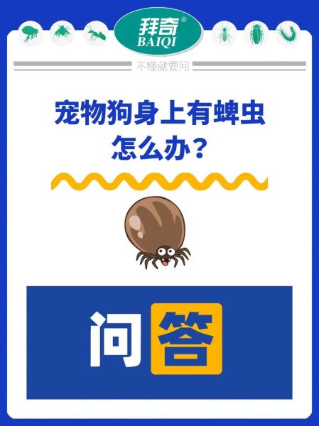 狗狗蜱虫的危害,狗狗蜱虫怎么处理掉