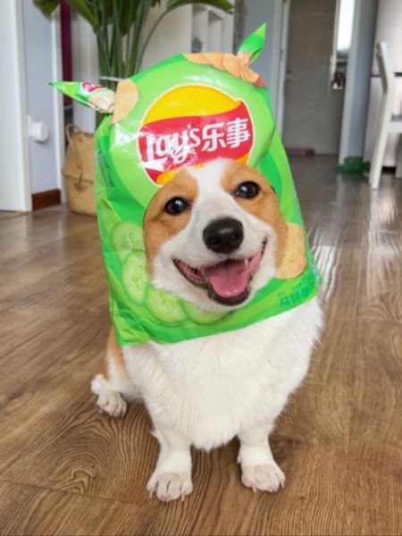 狗能吃黄瓜味的薯片吗,狗能吃黄瓜的好处