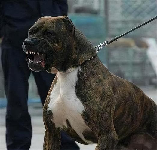 狩猎犬排名第一的犬,狩猎犬种类