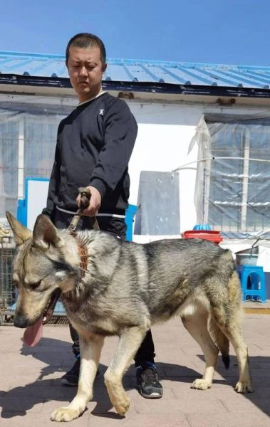 狼青犬,青犬快查官网