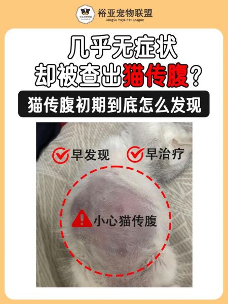 猫传腹最明显的症状,猫传腹是怎么引起的