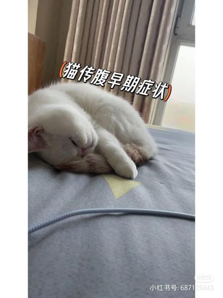 猫传腹最明显的症状,猫传腹是怎么引起的