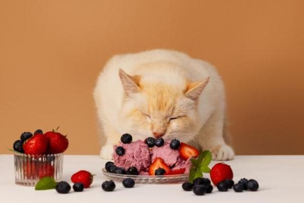 猫可以吃杨梅嘛,猫能吃杨梅吗有毒吗