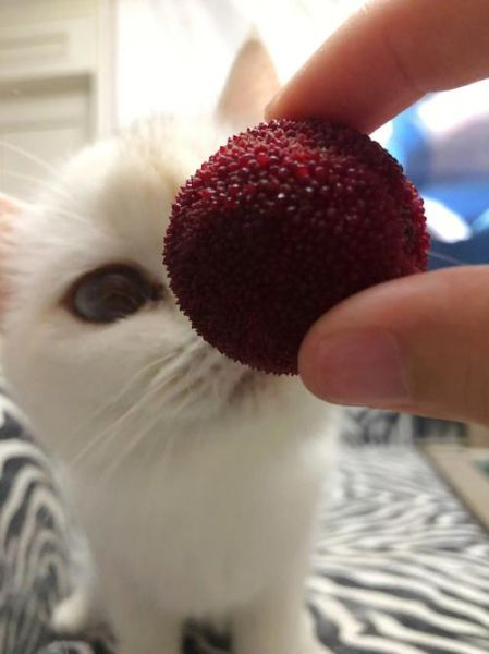 猫可以吃杨梅嘛,猫能吃杨梅吗有毒吗