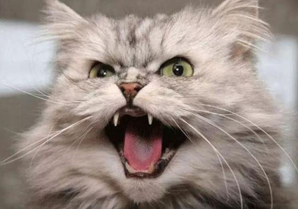 猫听了害怕的声音有哪些,猫听了害怕的声音怎么回事