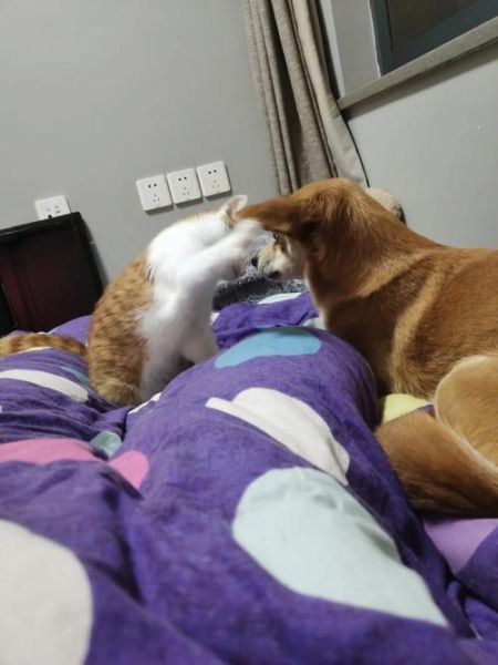 猫和你一起睡代表什么,猫和你对视
