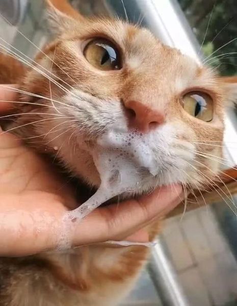 猫咪吐一小截舌头不收流口水,猫咪吐一小截舌头不收