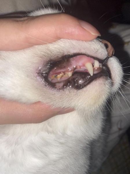 猫咪牙结石图片,猫咪牙结石严重怎么办