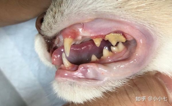 猫咪牙结石图片,猫咪牙结石严重怎么办