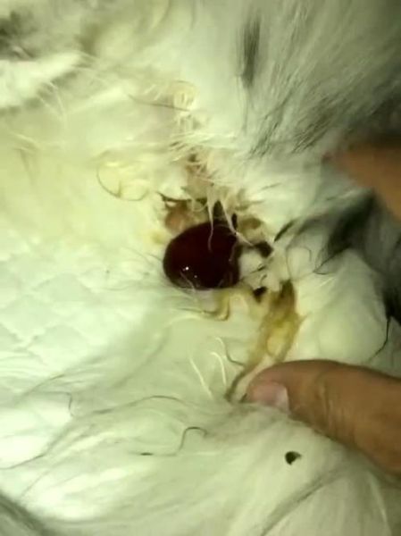 猫咪生宝宝的前兆图片,猫咪生宝宝的前兆表现