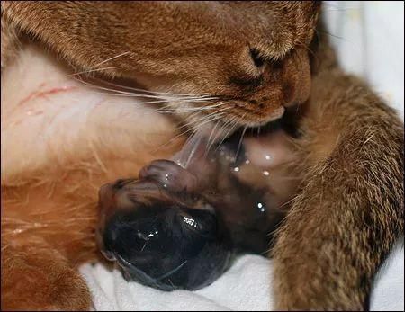 猫咪生宝宝的前兆图片,猫咪生宝宝的前兆表现