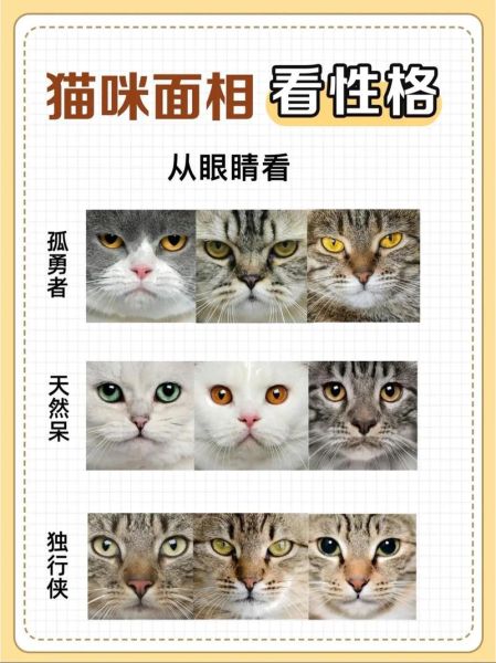 猫咪的特点和性格,猫咪的特点