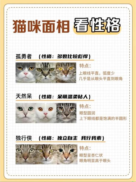 猫咪的特点和性格,猫咪的特点