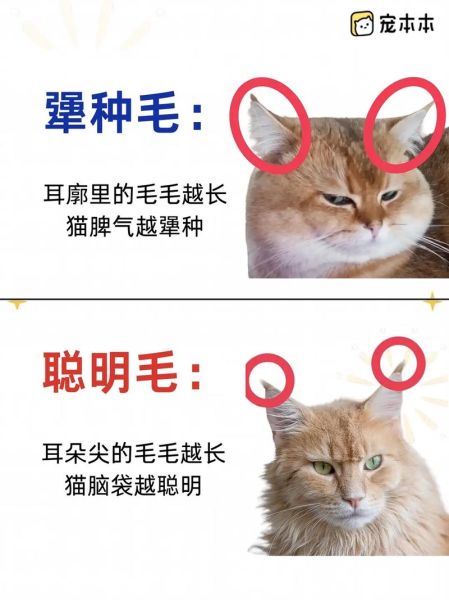 猫咪的聪明毛和叛逆毛,逆毛驴