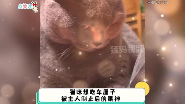 猫咪能吃樱桃么,猫能吃樱桃吗有毒吗