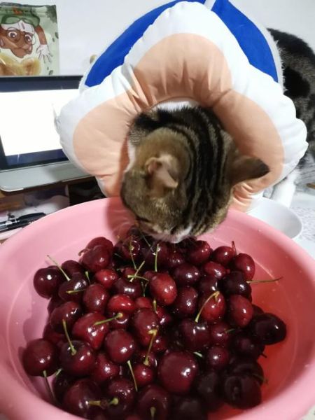 猫咪能吃樱桃么,猫能吃樱桃吗有毒吗