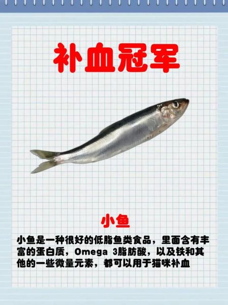 猫咪贫血吃什么补血最快,猫咪贫血吃什么最好最快的补血