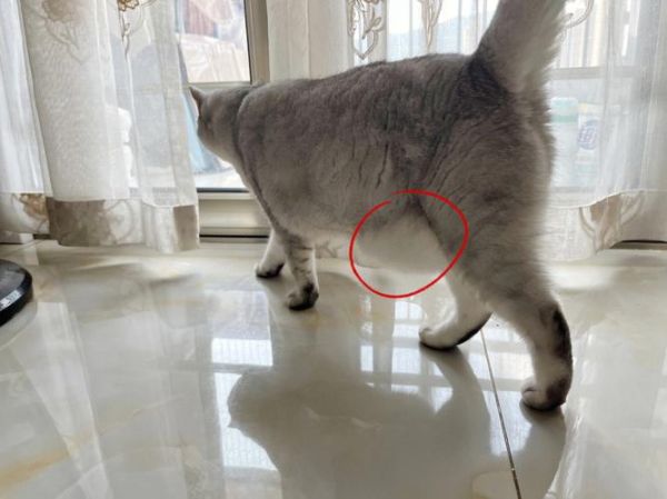 猫孕期多少个月,猫孕期一般多少天生产