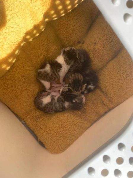 猫孕期多少个月,猫孕期一般多少天生产