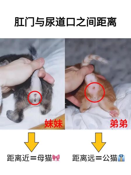 猫怎么分公母又最简单,猫怎么分别公母图片